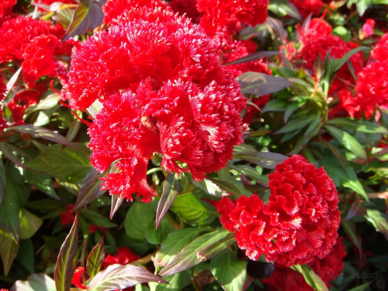 196 Longwood Gardens [2008 August 23].JPG - Longwood Gardens in Pennsylvania